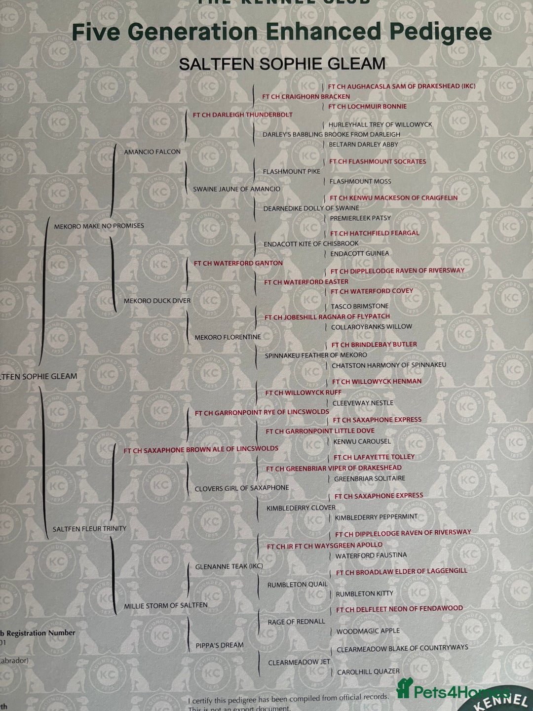 Labrador Retriever dogs for sale: KC Registered Labrador Puppies for Sale - Advert 23