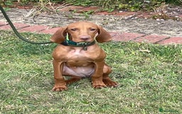 Hungarian Vizsla dogs for sale: Hungarian vizsla girl 5 months old  - Image 1