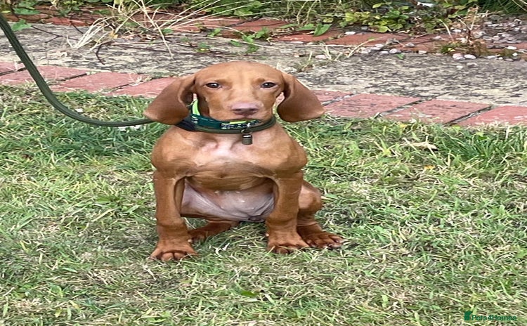 Hungarian Vizsla dogs - Advert 1
