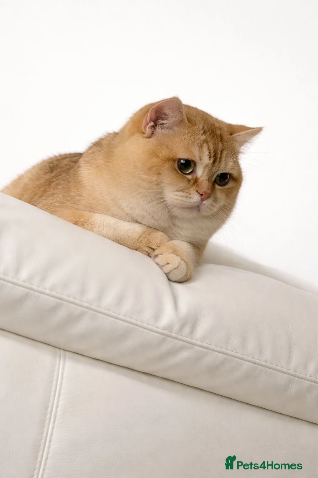 British Shorthair cats for stud: British cat - Advert 3