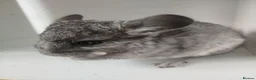 Chinchilla rodents for sale: Gorgeous chinchilla for sale - Advert 5