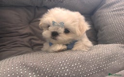 Maltese dogs for sale: 🌟Just One Left 🌟Bambelina Maltese🌟 - Image 5