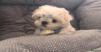 Maltese dogs - Advert 8
