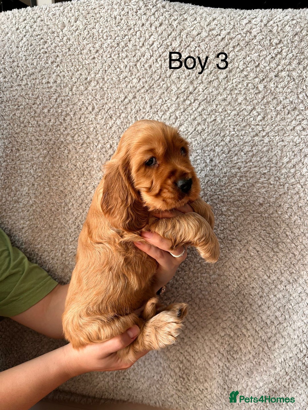 Cocker Spaniel dogs for sale: Golden English Show Cocker Spaniel puppies - Image 28