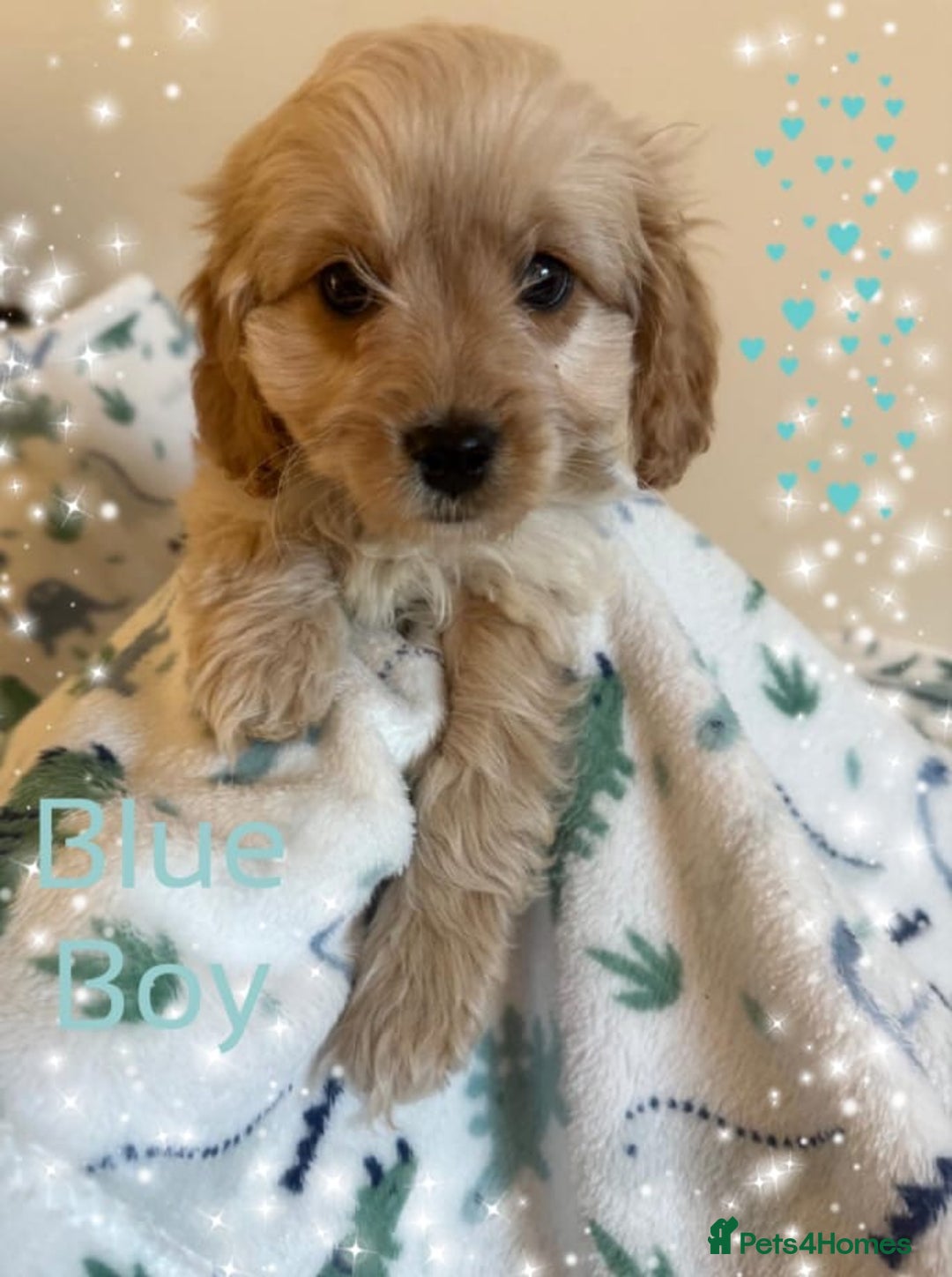 Cavapoo dogs for sale: ✨Ready Now🐾Exceptional Cavapoo Puppies🐾 - Image 10