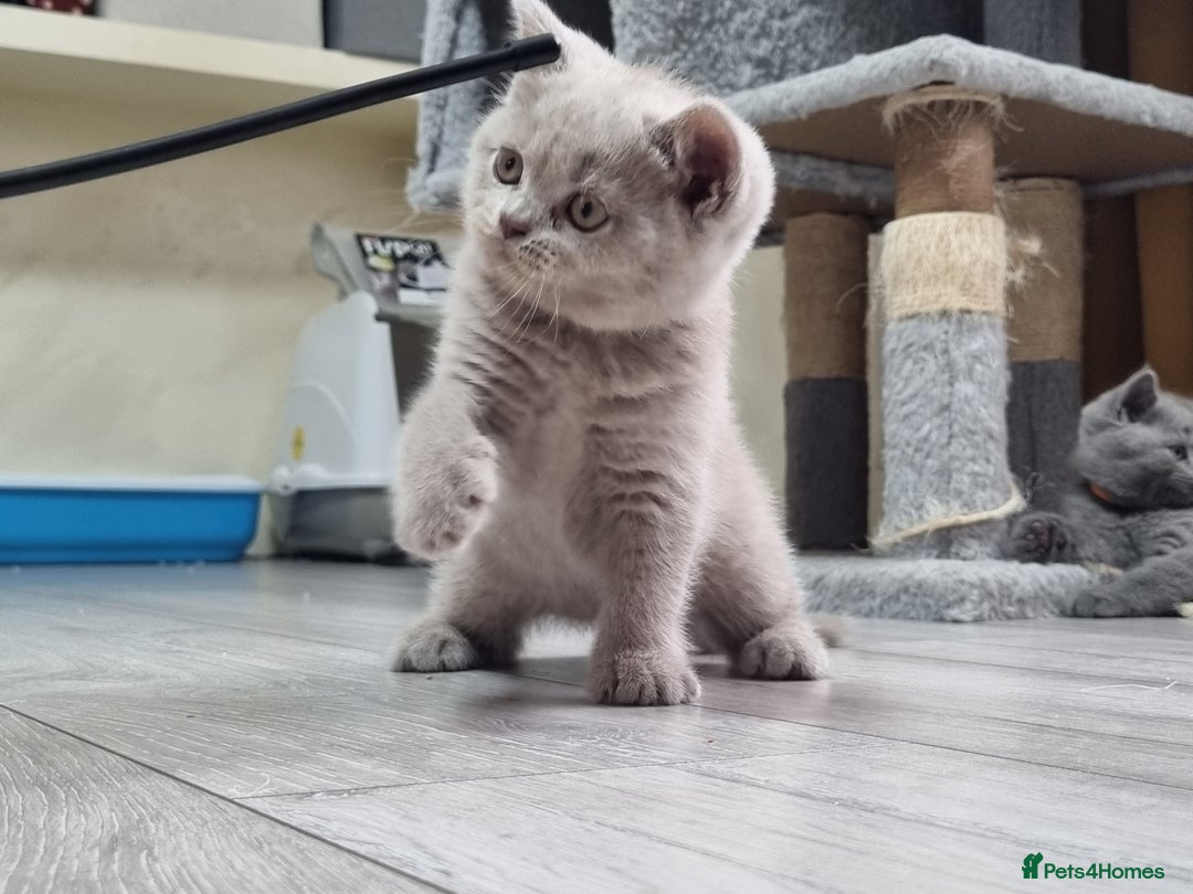 British Shorthair cats for sale: British shorthair kittens  - Image 8