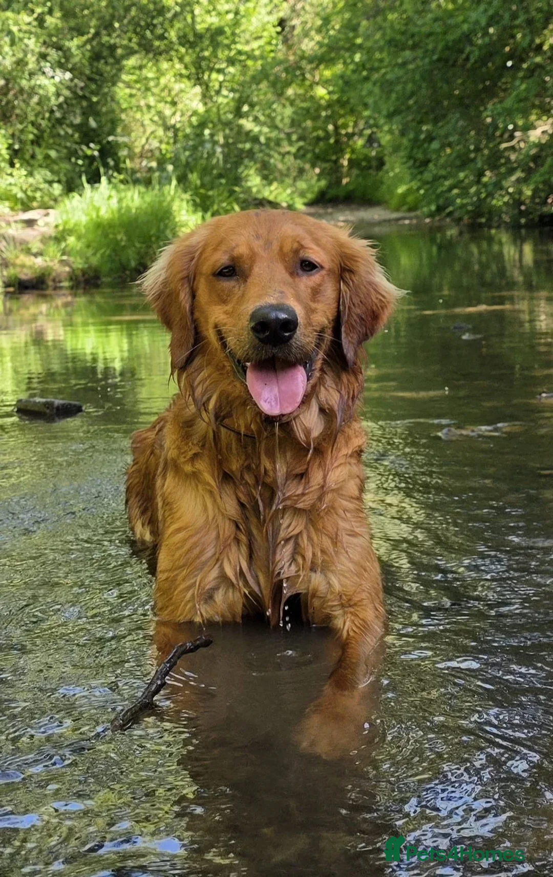 Golden Retriever dogs for stud: Genetically clear of all diseases  - Advert 2