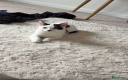 Mixed Breed cats for sale: Male and female cat FREE - Image 4