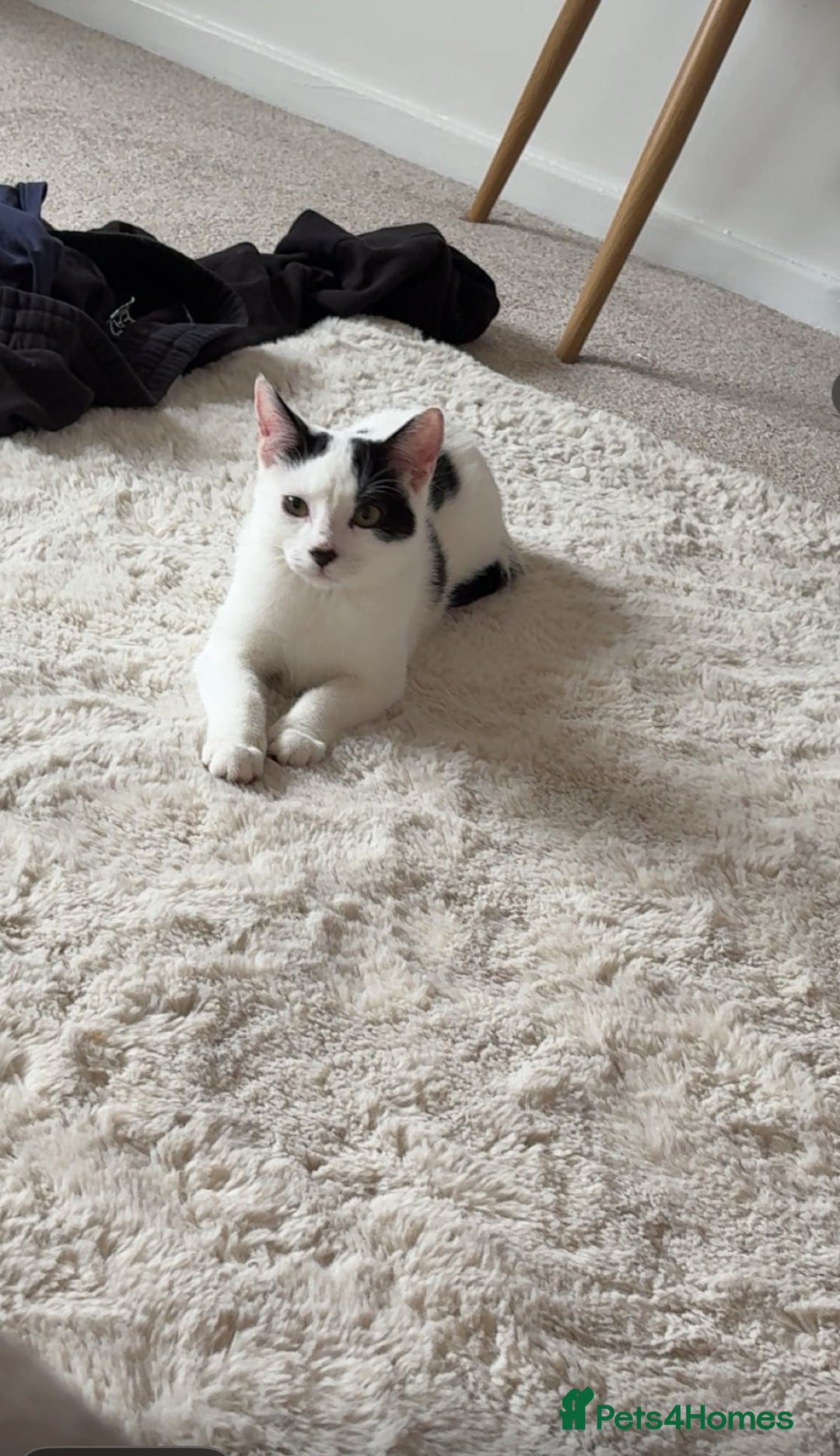 Mixed Breed cats for sale: Male and female cat FREE - Image 4