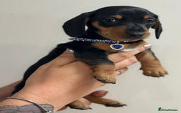 Miniature Dachshund dogs for sale: Beautiful smooth haired miniature dachshunds - Image 16
