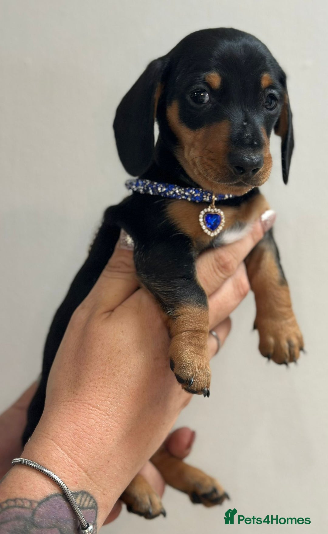 Miniature Dachshund dogs for sale: Beautiful smooth haired miniature dachshunds - Image 16
