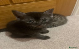 Mixed Breed cats for sale: British shorthair X British shorthair x Tabby - Image 27