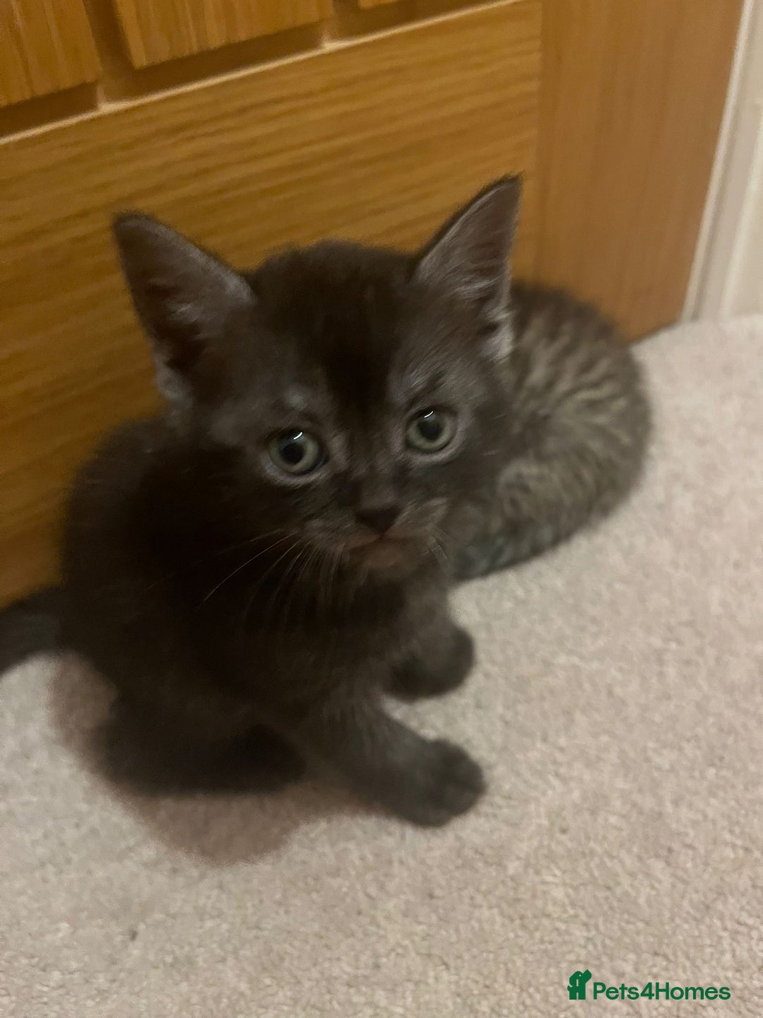 Mixed Breed cats for sale: British shorthair X British shorthair x Tabby - Image 27