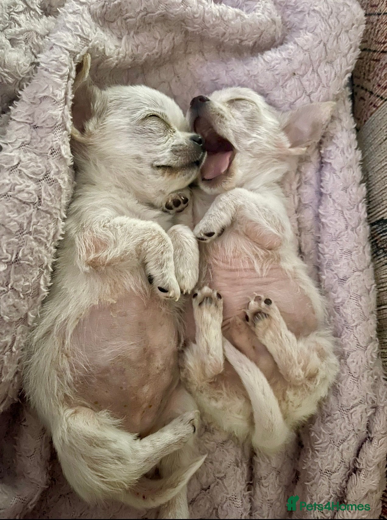 Chihuahua dogs Last boy left - Advert 5