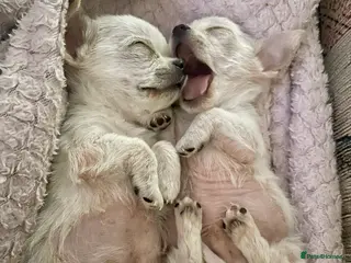 Chihuahua dogs Last boy left - Advert 2