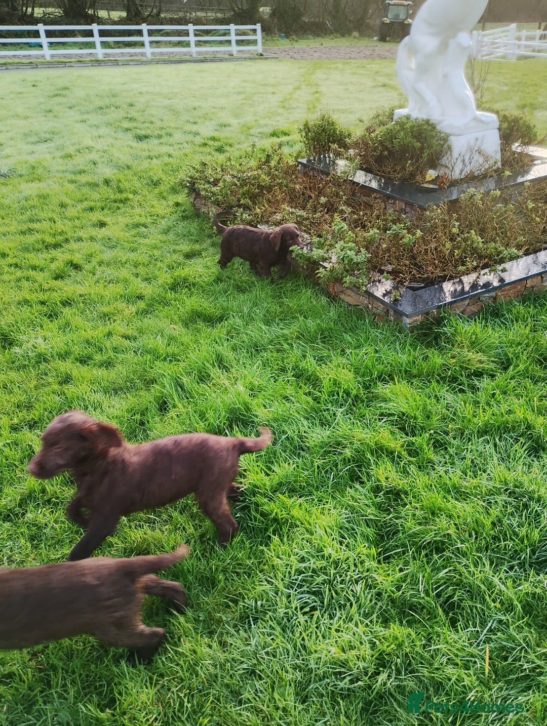 Labradoodle dogs for sale: Labradoodle puppies - Advert 19