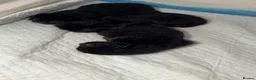 Mixed Breed cats for sale: kittens in Derby - Advert 3