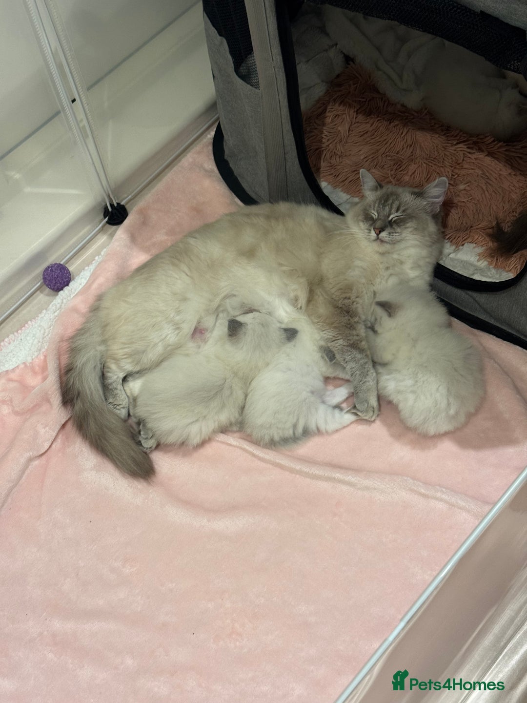 Ragdoll cats for sale: Exceptional Pure Blue Point Ragdoll kitten  - Advert 6