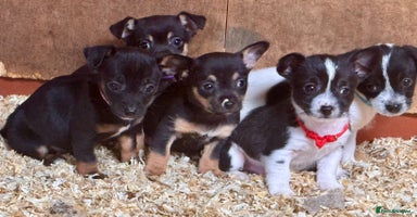 Mixed Breed dogs - Advert 11