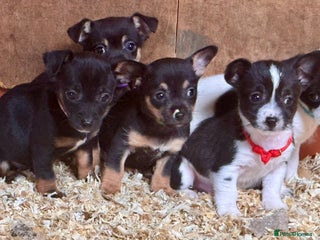 Mixed Breed dogs - Advert 1