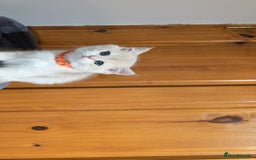 British Shorthair cats for sale: One lovely girl and three handsome boys  - Image 28