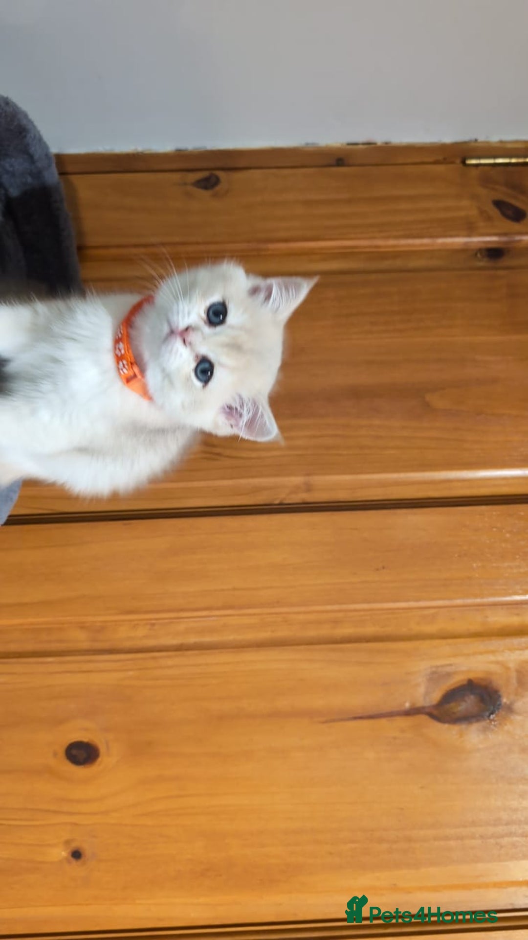 British Shorthair cats for sale: One lovely girl and three handsome boys  - Image 28