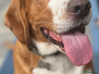 Bocker dogs Beautiful bocker - Advert 1