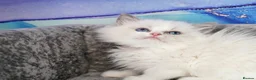 Ragdoll cats for sale: blue bicolour boys and girls available  - Advert 7