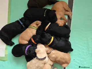 Labradoodle dogs Labrodoodle Puppies - Advert 15