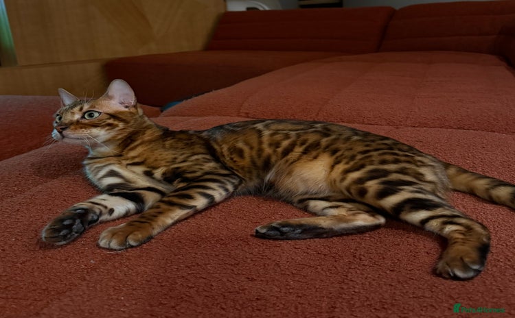 Bengal cats - Advert 11