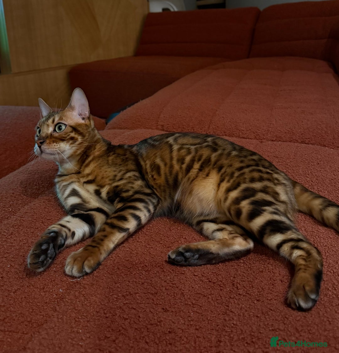 Bengal cats for sale: Bengal  - Image 1