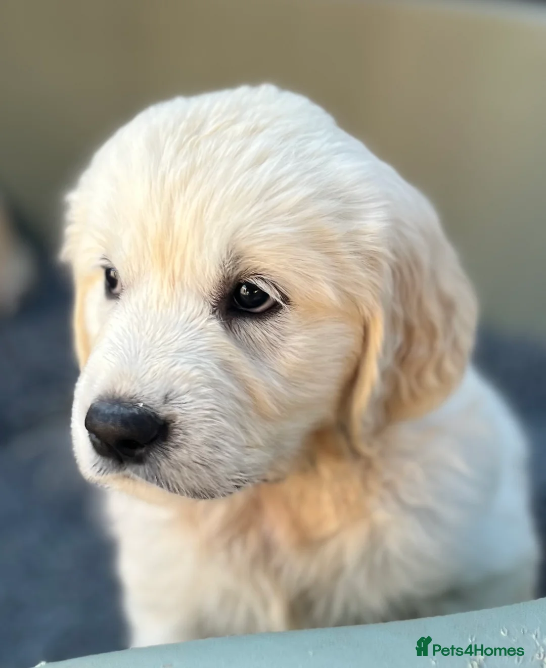 Golden Retriever dogs for sale: Maple & Jasmine beautiful healthy chunky girls  in Doncaster - Advert 2
