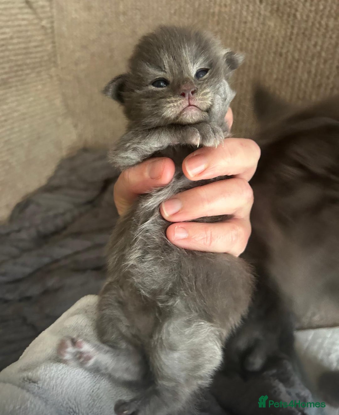 Maine Coon cats for sale: A lovely mc fluffy big solid blue boy - Advert 8