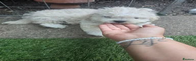 Mixed Breed 2