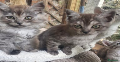 British Shorthair cats - Advert 7