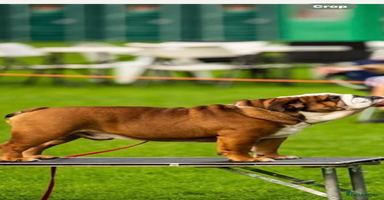 English Bulldog dogs - Advert 9