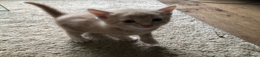 Male ginger kitten 
