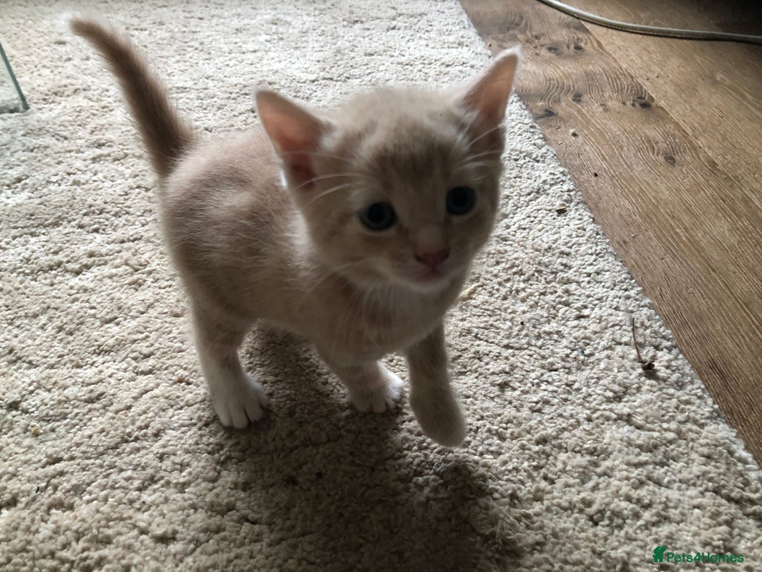 Mixed Breed cats for sale: Kittens for sale - Image 4