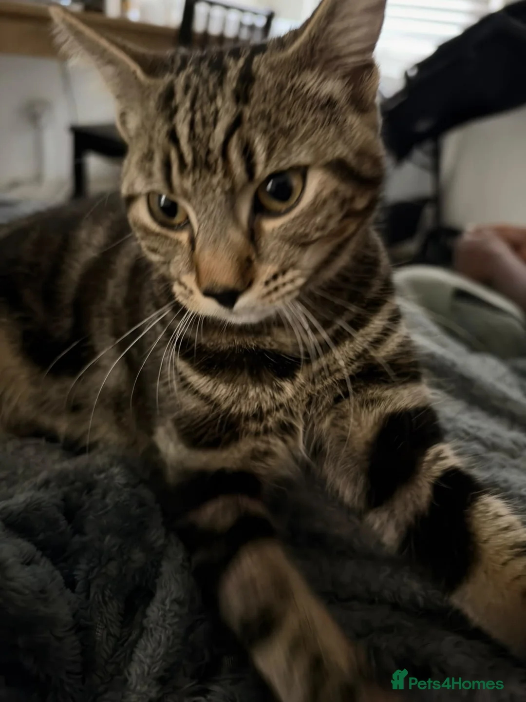 Mixed Breed cats for sale: One boys cat for sale  - Advert 2