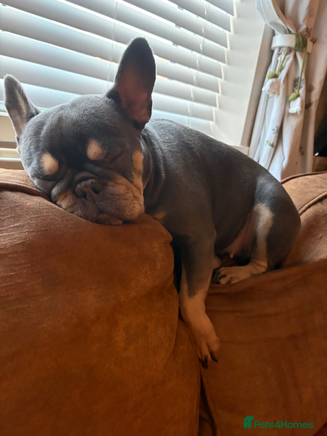 French Bulldog dogs for sale: Meet monkey in Rugby - Advert 2