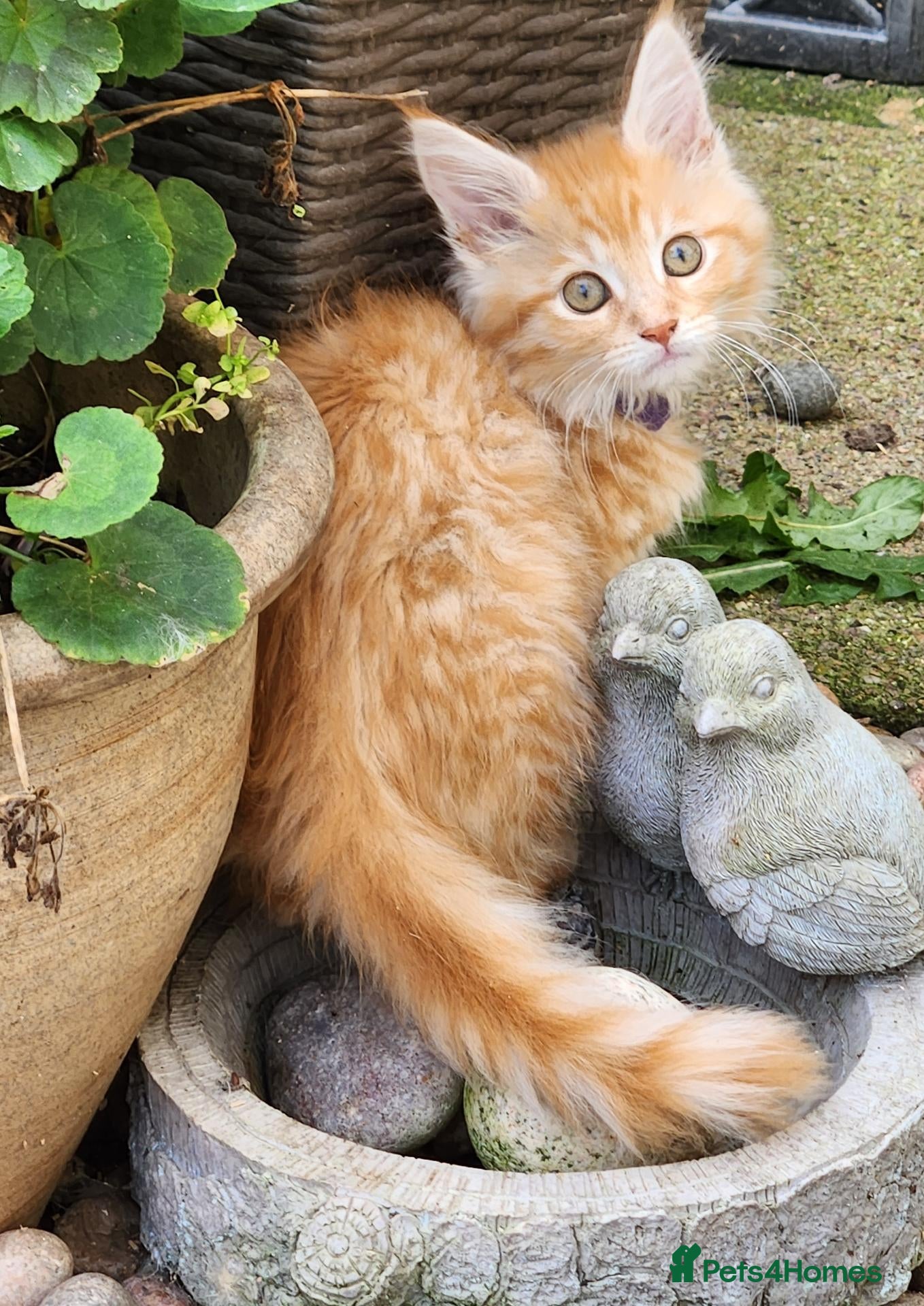 Maine Coon cats Maine Coon ginger Ready Now!! Absolutely gorgeous! - Advert 1