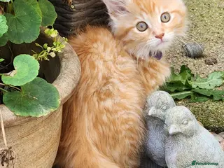 Maine Coon cats Maine Coon ginger Ready Now!! Absolutely gorgeous! - Advert 1