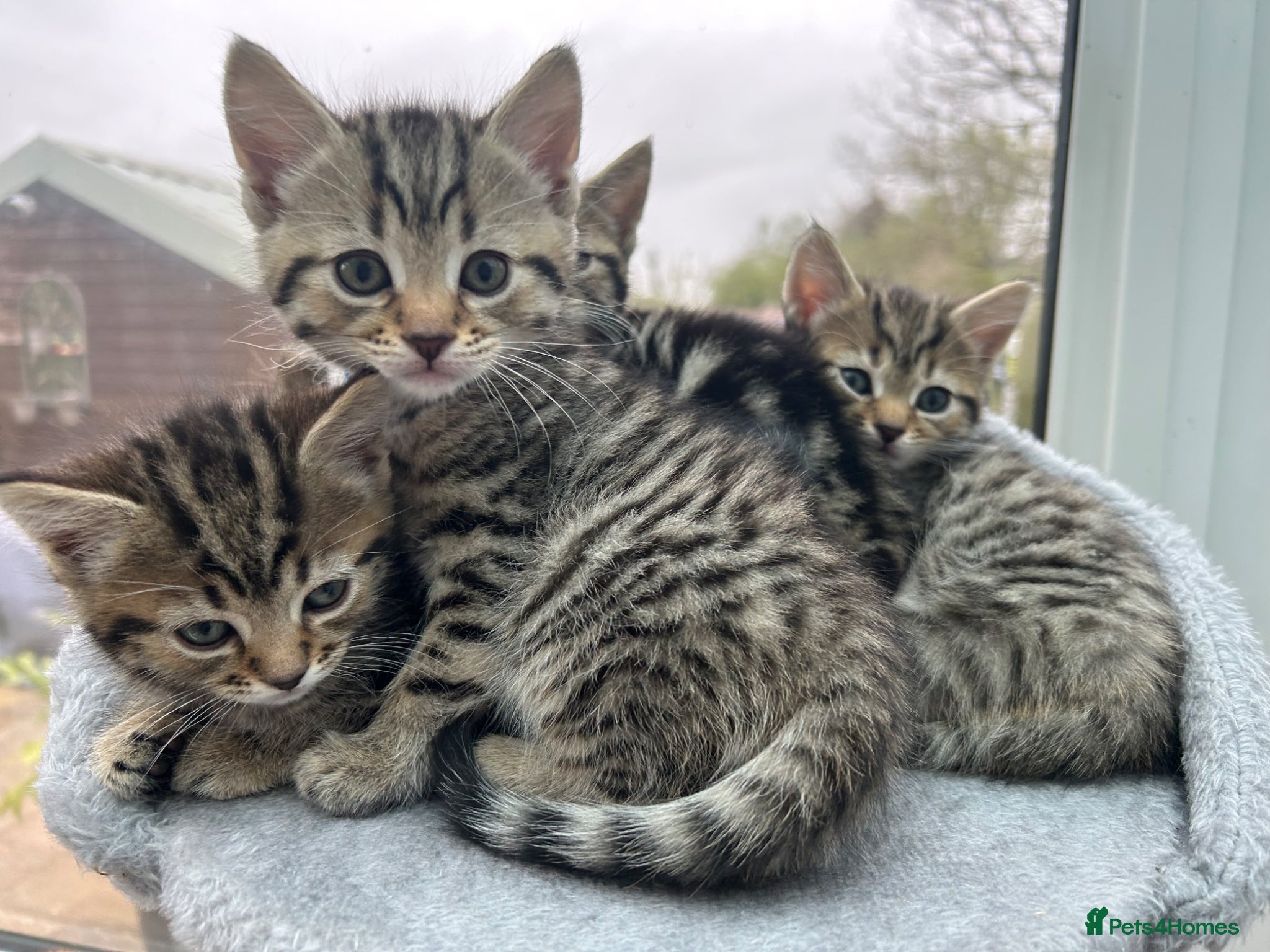 Mixed Breed cats Mixed tabby beautiful kittens  - Advert 1