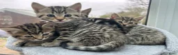 Mixed Breed cats for sale: Mixed tabby beautiful kittens  - Advert 1