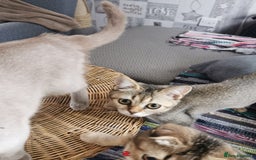 Scottish Fold cats for sale:  Scottish Fold & females   in Hull - Image 15