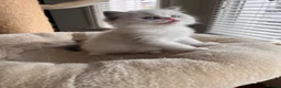 Ragdoll cats for sale: Outstanding reg female bicolour ragdoll kitten  in London - Advert 5