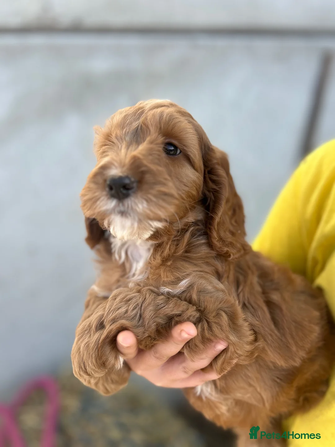Cockapoo dogs for sale: Cockapoo Puppies - Advert 11