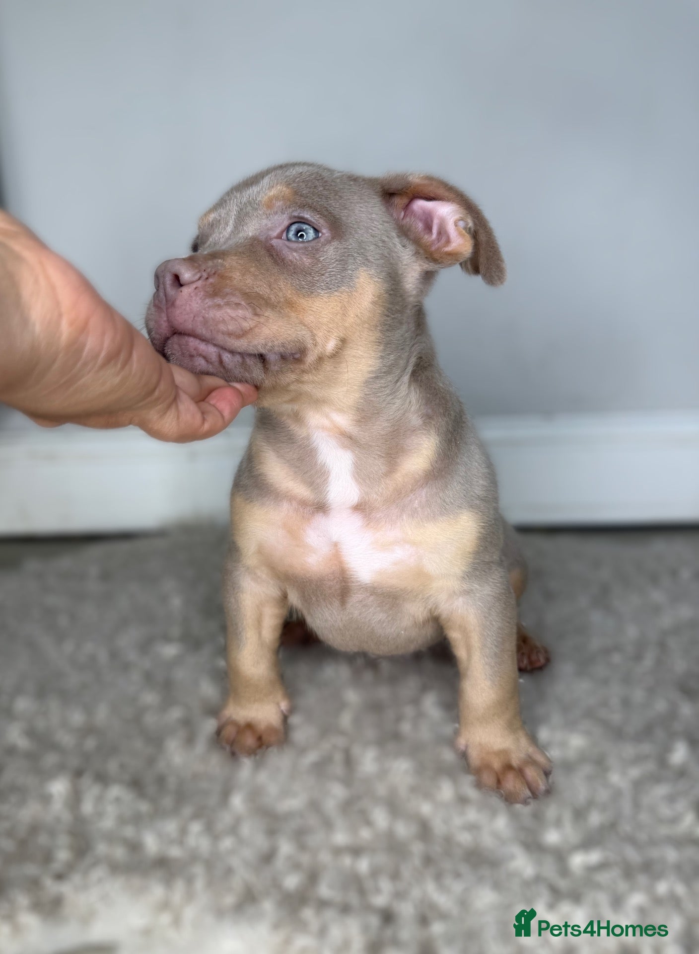 American Bulldog dogs 4 stunning pocket American bullies - Advert 2