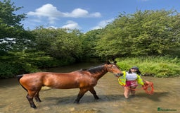 Arabian horse horses for sale: 15.3 gelding looking for a new home - Image 6