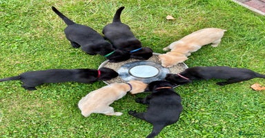Labrador Retriever dogs in Droitwich - Advert 1